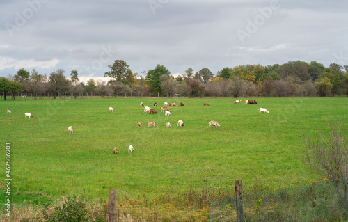 Lots of Sheep on a farm in Ontario Canada