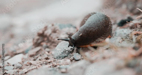 Close-up of the face and horns of a land slug. Huge dark green and red slug walks on rocks.