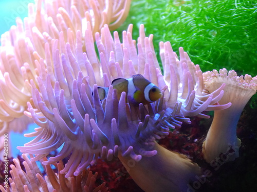 Clownfisch in einer Koralle