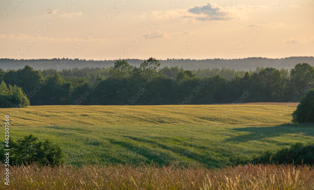 Landscape with fields, forest at sunset