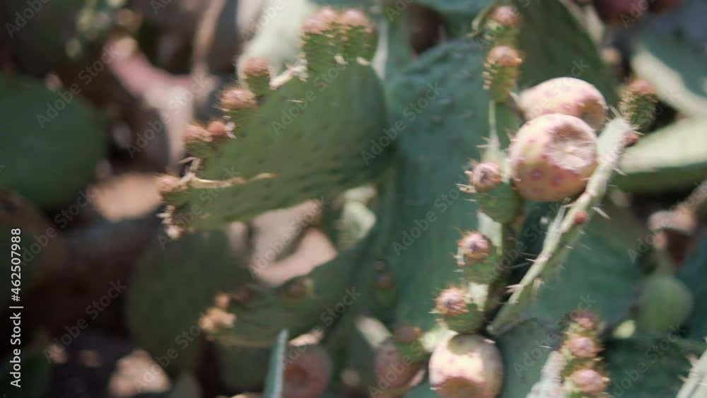 Bright sunlight on Mexican nopal plant with blurry background. Bright sunlight on Mexican nopal plant with blurry background.