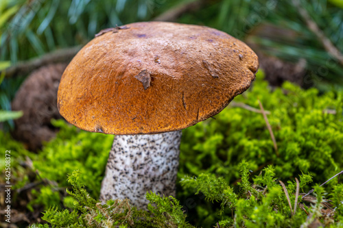 Boletus edulis among the moss in the forest