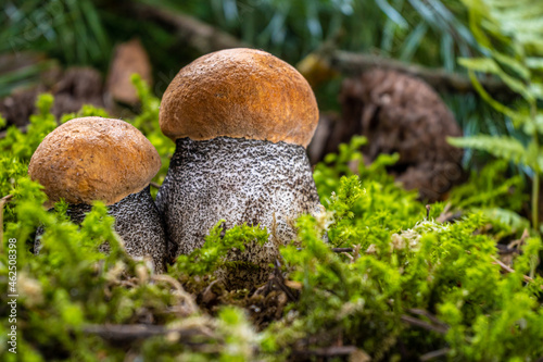 Boletus edulis among the moss in the forest photo