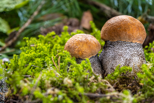 Boletus edulis among the moss in the forest photo