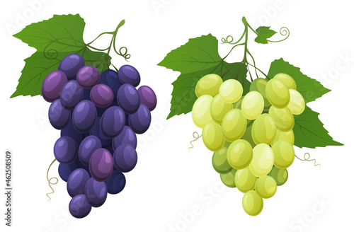 Red and white table grapes. Fresh fruit from which wine is made. vector illustration