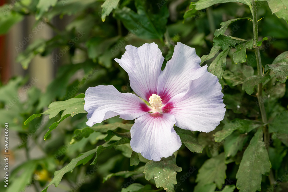 Rose of Sharon Hibiscus flower (hibiscus syriacus) flower Rose of Sharon Hibiscus flower (hibiscus syriacus) flower