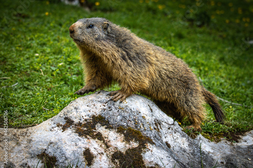 groundhog  marmot  mammal  austian alps  ramsau  austria