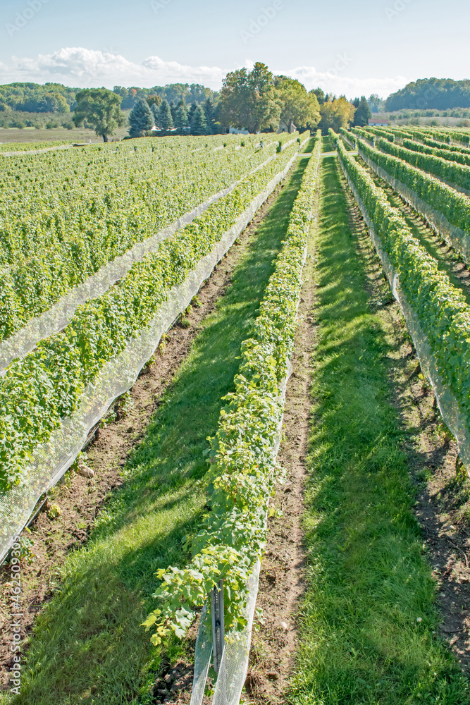 Rows of grapevines in a vineyard in Michigan