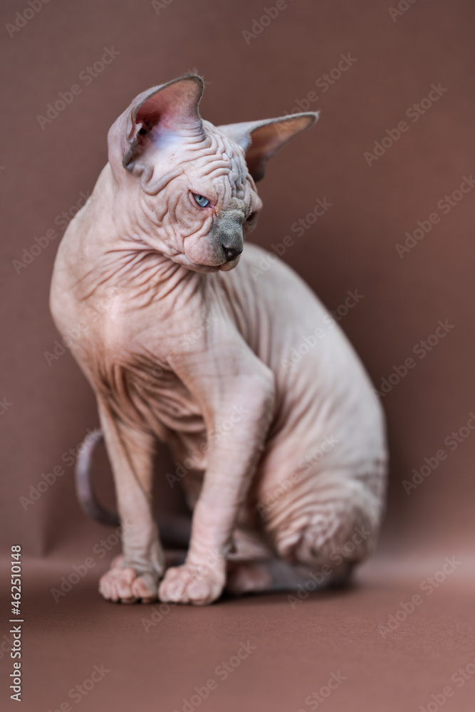 Canadian Sphynx Cat of blue mink and white color with blue eyes sitting on brown background. Beautiful hairless female cat four months old. Studio shot