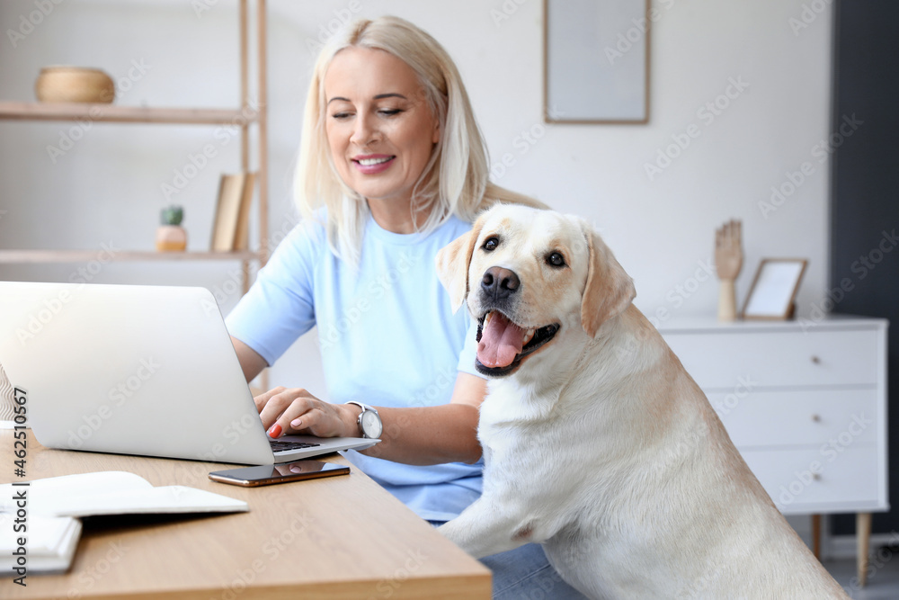 Mature woman with cute Labrador dog using laptop at home