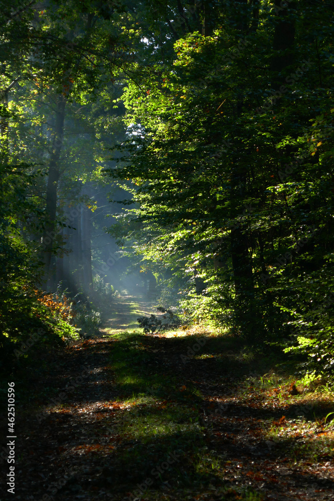Obraz premium Waldweg im Herbst