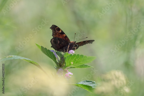 A Admiral buttterfly with a dreamy background front view, copy space photo