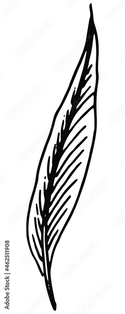 Obraz premium hand drawn feather image in doodle style