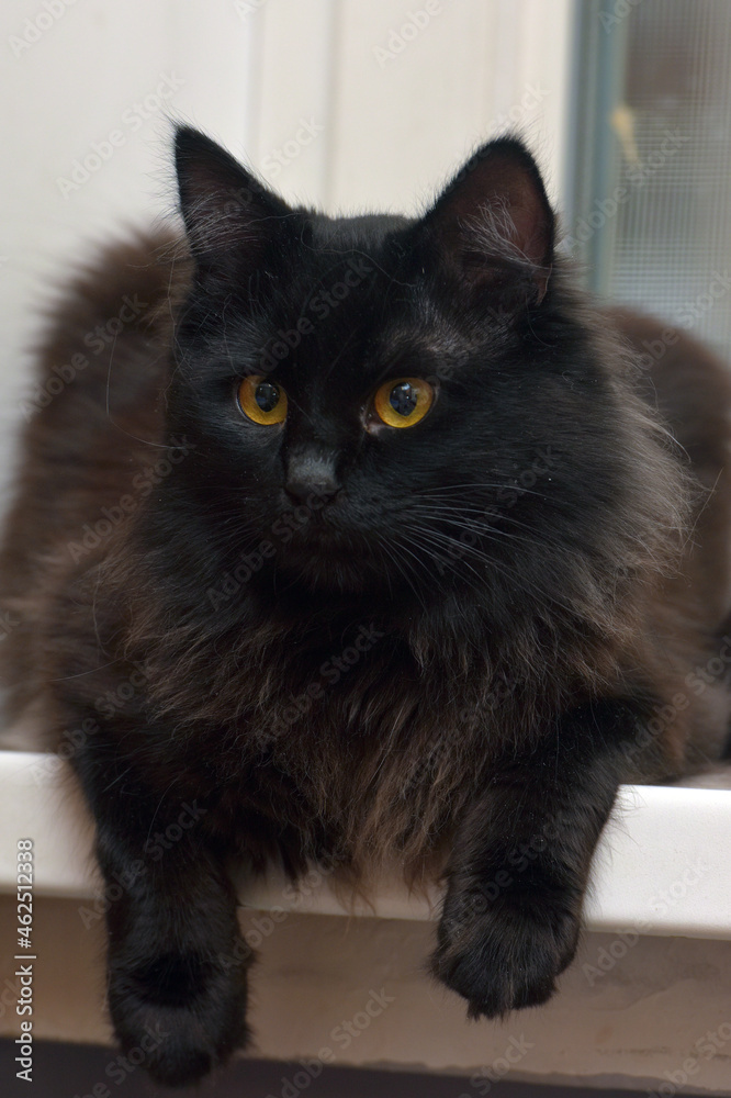 black fluffy siberian cat with orange eyes black fluffy siberian cat with orange eyes