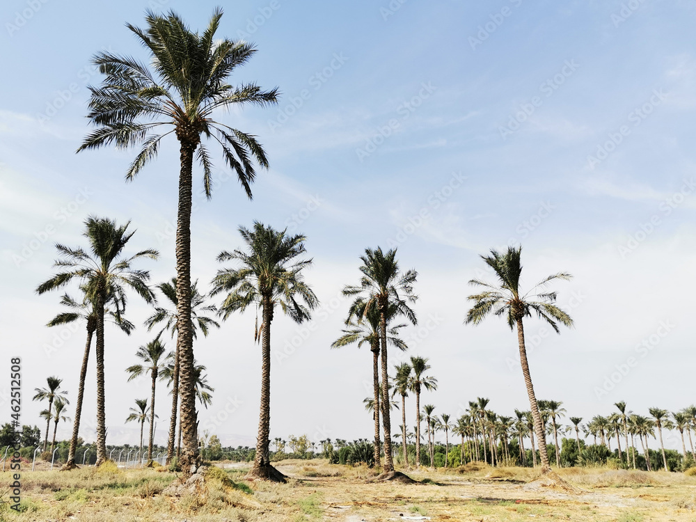 palm trees in a valey