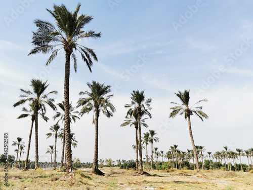 palm trees in a valey
