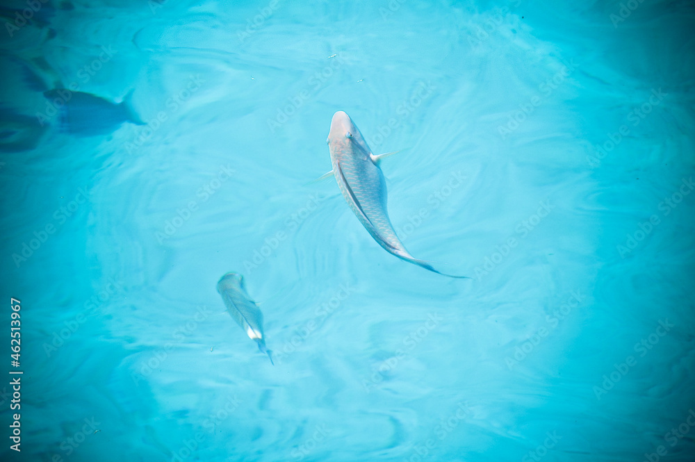 Naklejka premium fish in the water