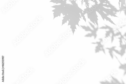 Shadow overlay effects for branding. Mockups. Scenes of natural lighting. Light Gray shadows of maple tree branches on a white wall. Banner with copy space © esvetleishaya