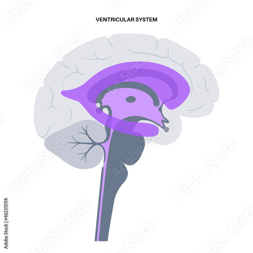 Ventricular system anatomy