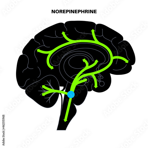 Norepinephrine hormone pathway