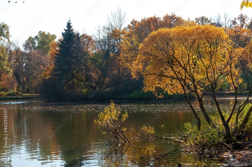 Different trees with autumn leaves on the shore of a city lake with reflection and flying birds Different trees with autumn leaves on the shore of a city lake with reflection and flying birds