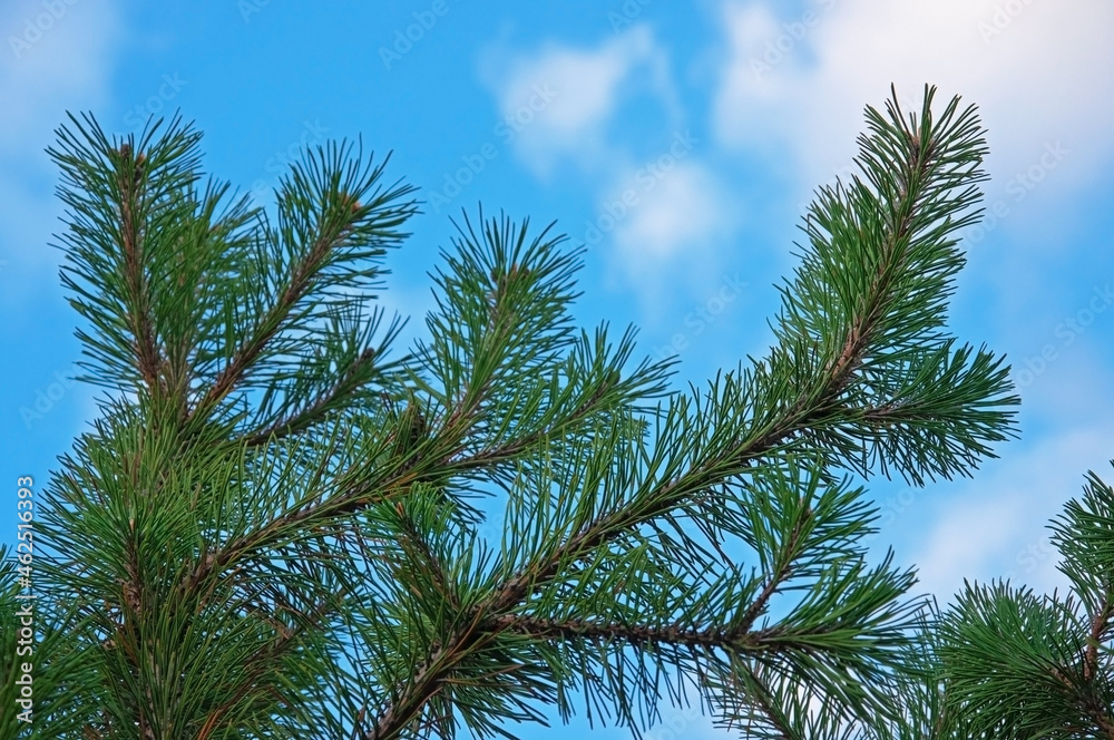 Colorful green spruce branches against a blue sky with white clouds close up