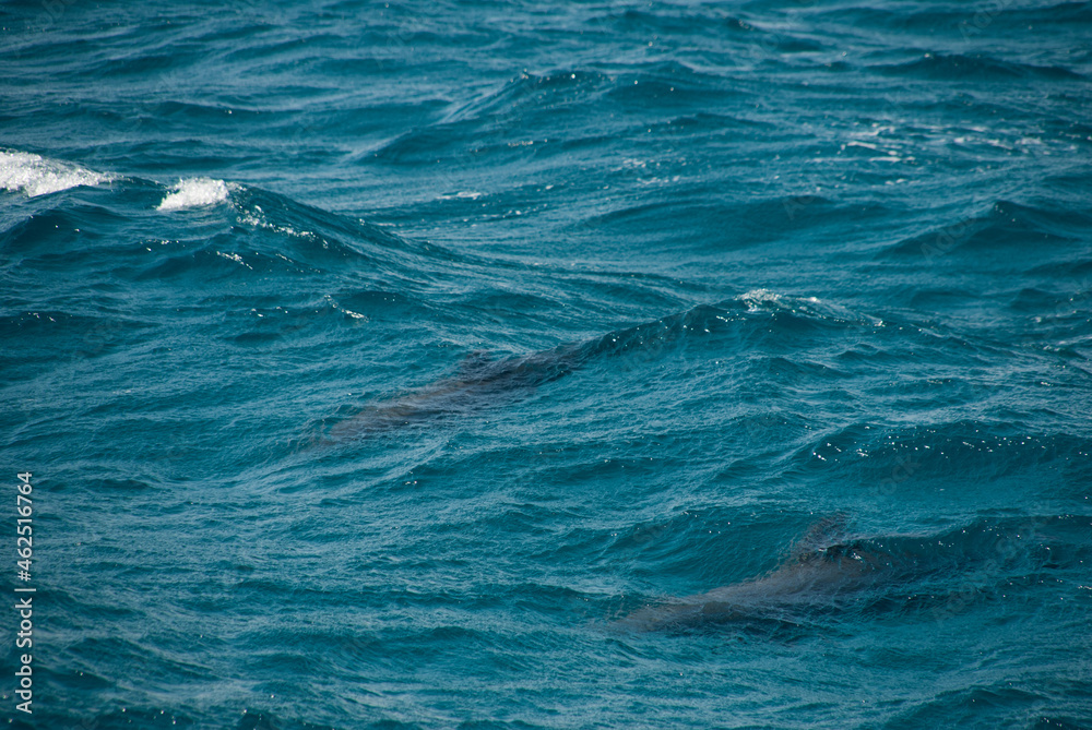 waves of the sea waves of the sea