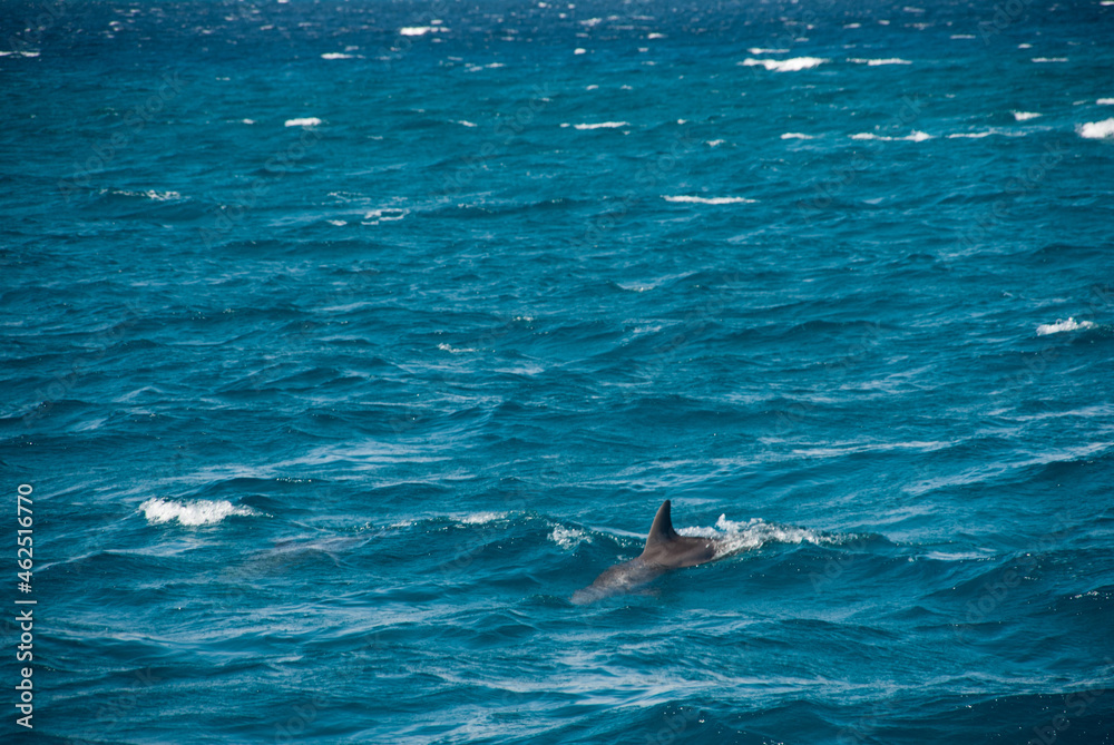 Naklejka premium dolphin in the sea