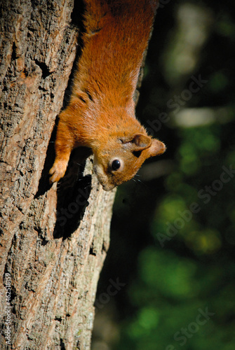 squirrel on the tree © Anastasia