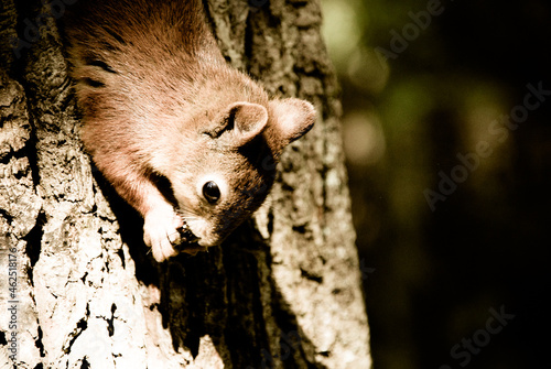 Fototapeta Naklejka Na Ścianę i Meble -  squirrel in the tree