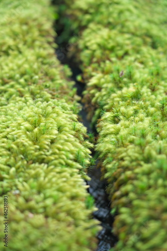 Kyoto,Japan - October 8, 2021: Green moss along narrow stream 