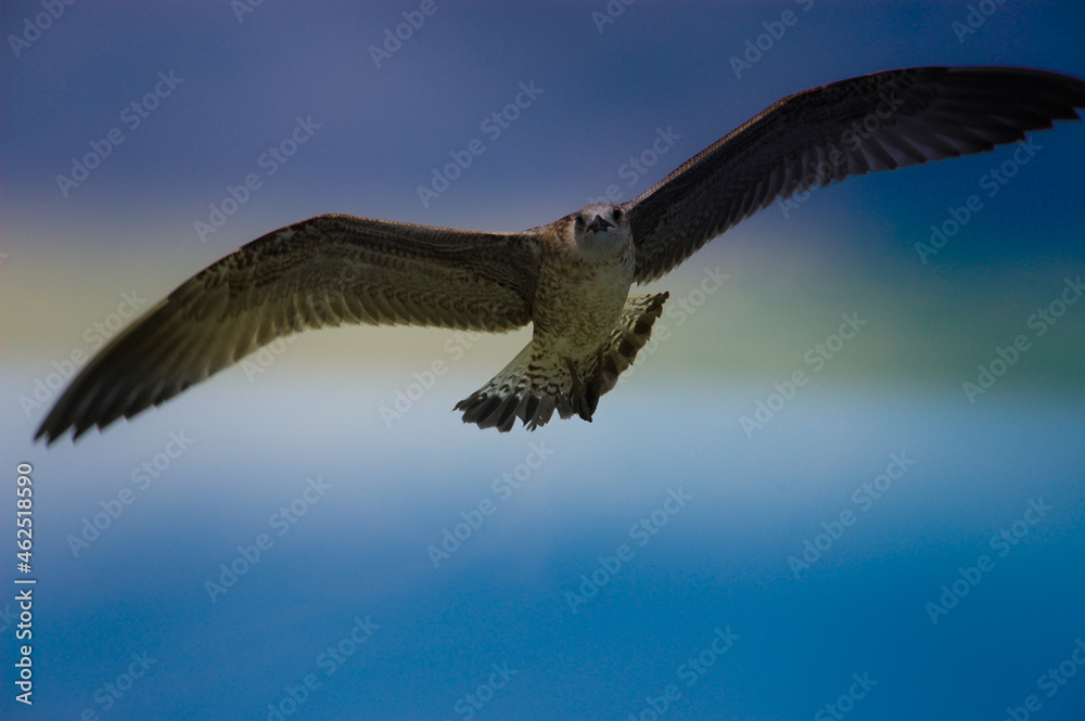 Obraz premium eagle in flight