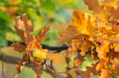 European oak, Quercus robur twig with acorn in autumn with a blurred background photo