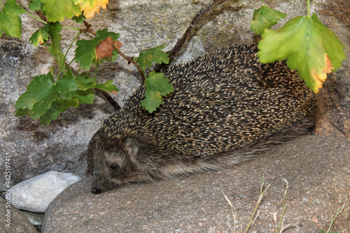 porcospino in esplorazione photo