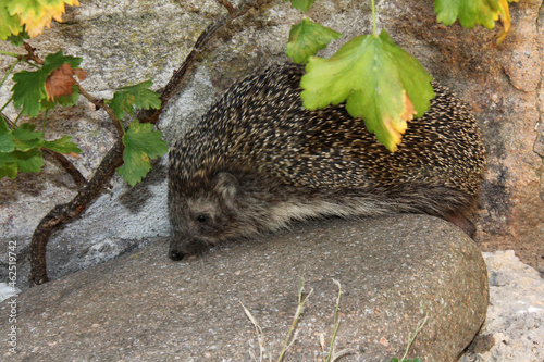 porcospino in esplorazione