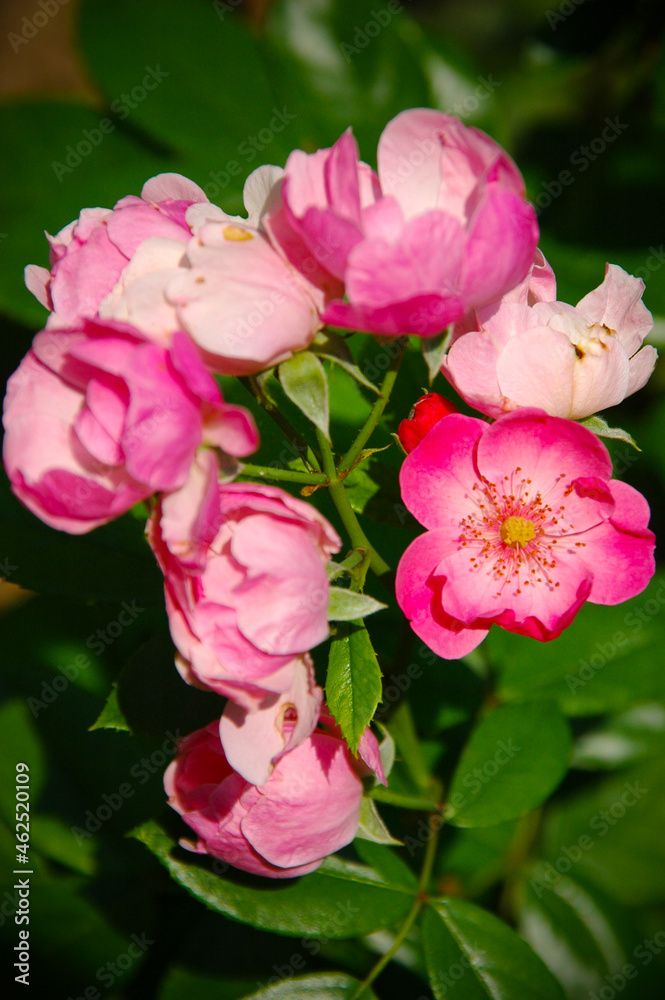 pink roses in garden
