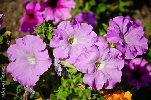 flowers in the garden