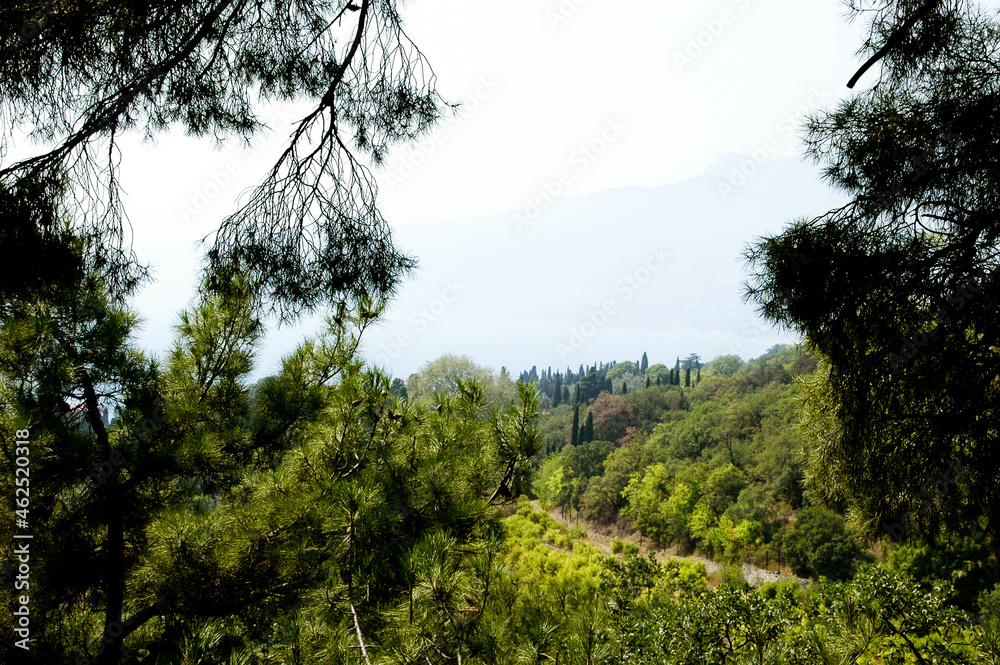 trees in the mountains