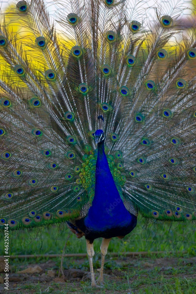 Obraz premium Peacock with fascinating colors.