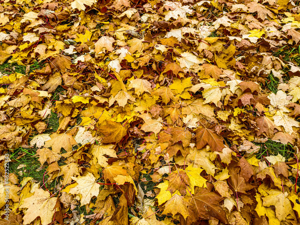 Black wrought iron lattice on a background of yellow leaves