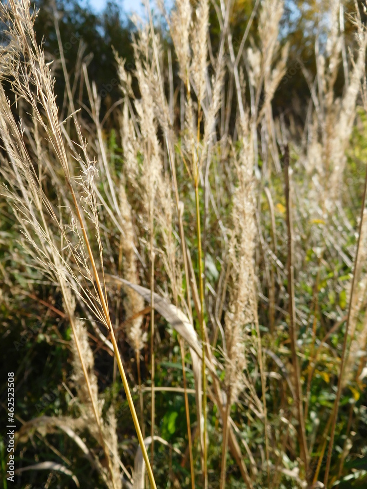 abstract blurred natural background, dry grass in the field , grass in the wind abstract blurred natural background, dry grass in the field , grass in the wind