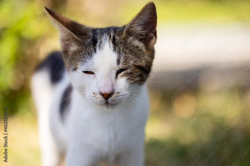 portrait of a cute cat