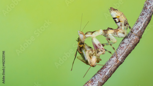 Macro image of A praying mantis (Creobroter gemmatus) having a big meal photo