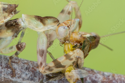 Macro image of A praying mantis (Creobroter gemmatus) having a big meal photo