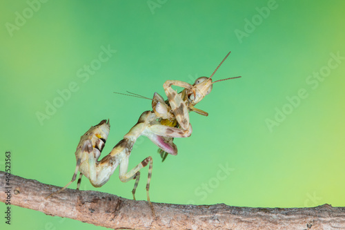 Macro image of A praying mantis (Creobroter gemmatus) having a big meal photo