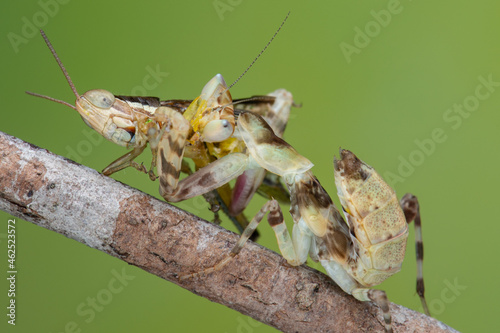 Macro image of A praying mantis (Creobroter gemmatus) having a big meal photo