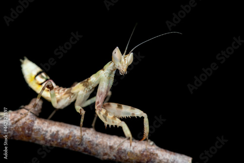 Macro image of A praying mantis (Creobroter gemmatus)