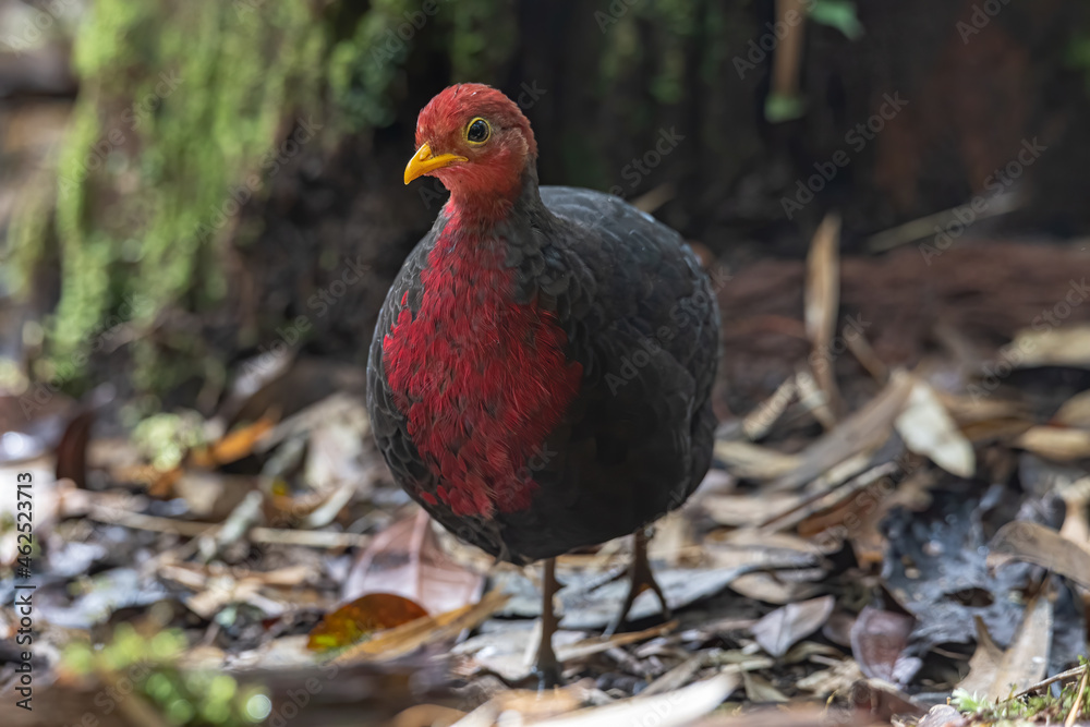 Nature wildlife bird of crimson-headed partridge on deep jungle rainforest, It is endemic to the island of Borneo Nature wildlife bird of crimson-headed partridge on deep jungle rainforest, It is endemic to the island of Borneo