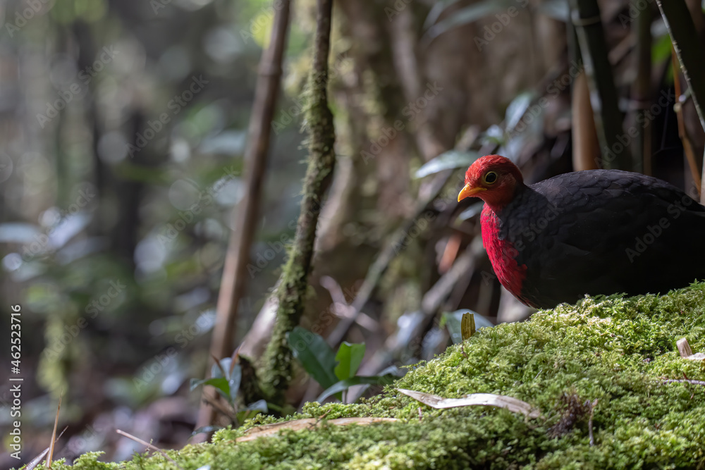 Nature wildlife bird of crimson-headed partridge on deep jungle rainforest, It is endemic to the island of Borneo Nature wildlife bird of crimson-headed partridge on deep jungle rainforest, It is endemic to the island of Borneo