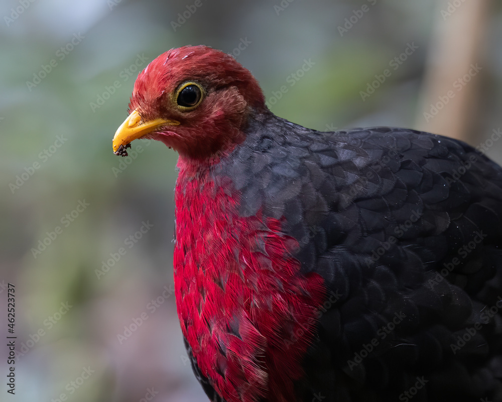 Nature wildlife bird of crimson-headed partridge on deep jungle rainforest, It is endemic to the island of Borneo Nature wildlife bird of crimson-headed partridge on deep jungle rainforest, It is endemic to the island of Borneo